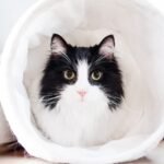 Cat playing in a white tunnel with the Quinns Rocks Cat Sitter