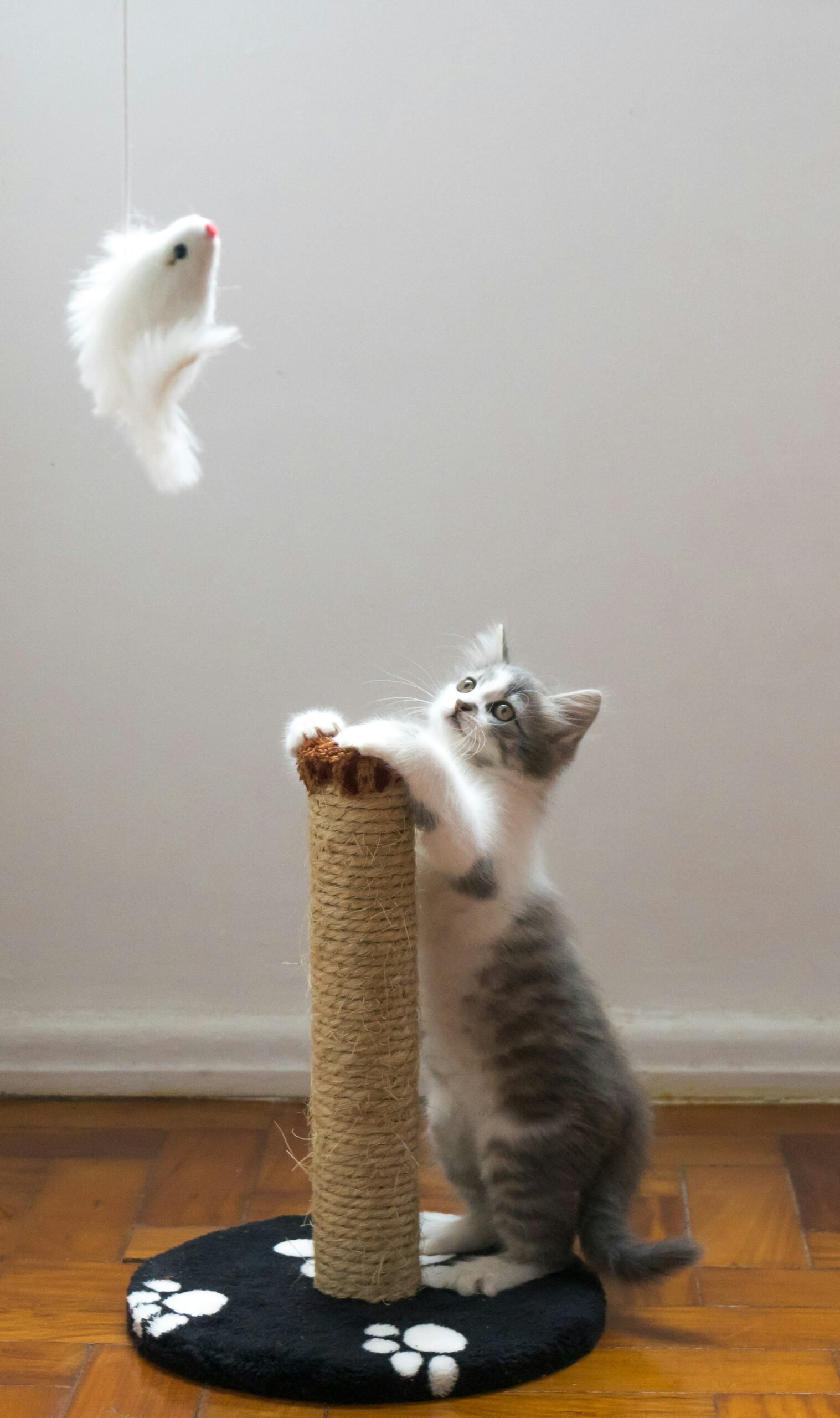 Cat playing on a scratching post with a white toy held by the Quinns Rocks Cat Sitter