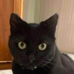 Brave the Black Cat from Clarkson, cared for by Quinns Cat Nanny