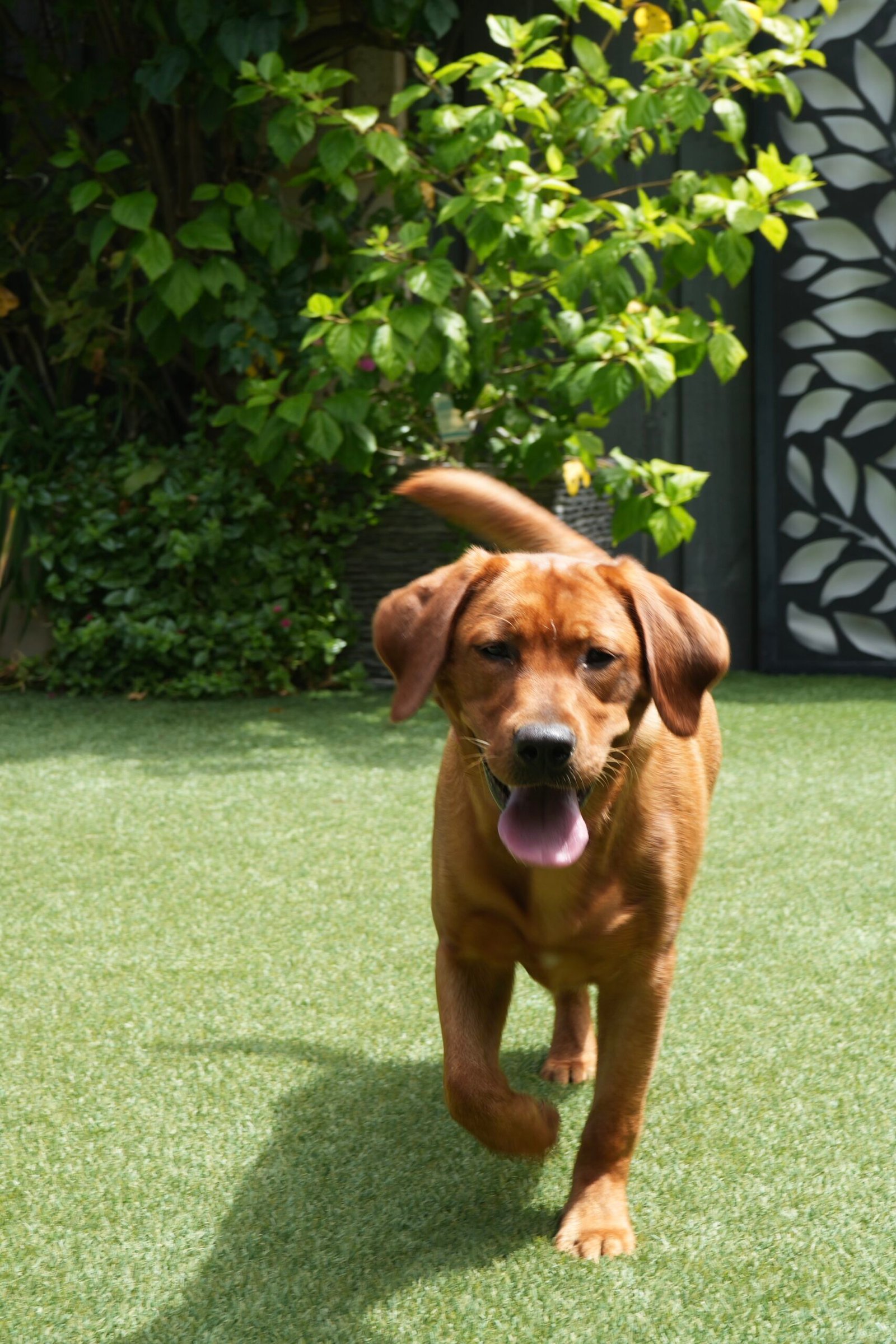 Red labrador puppy being cared for by Quinns Pet Sitters