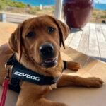 Dog Walking at Quinns Beach as part of Quinns Pet Sitting Services